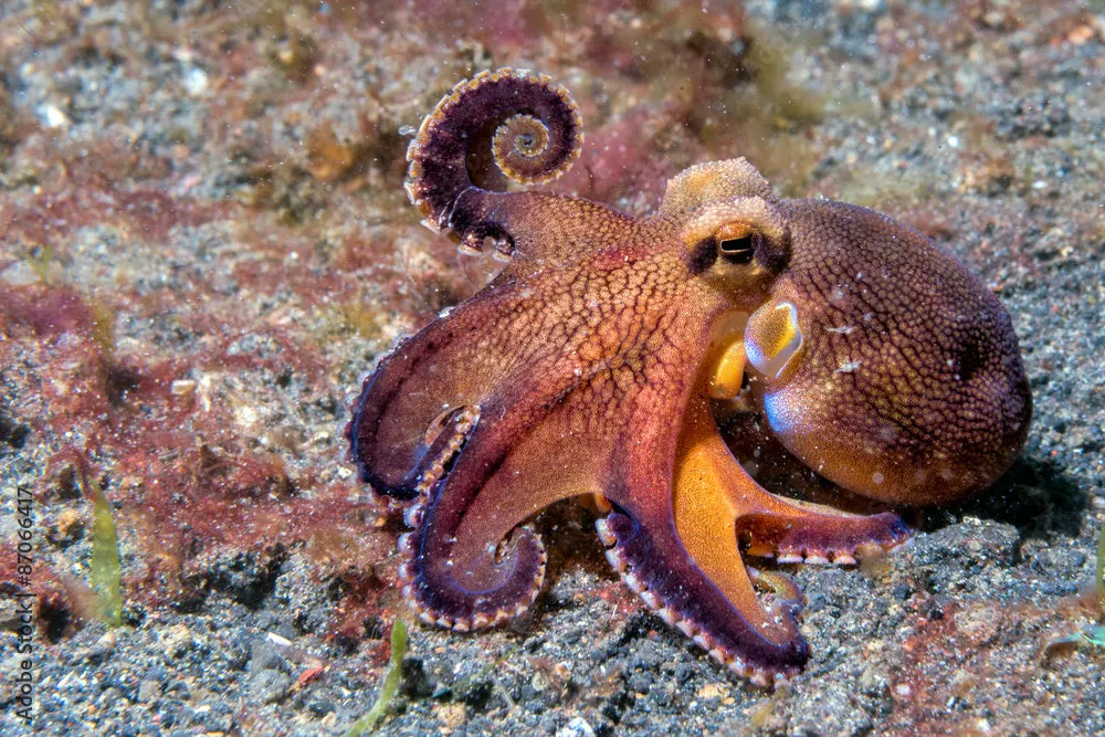Octopus Pendant